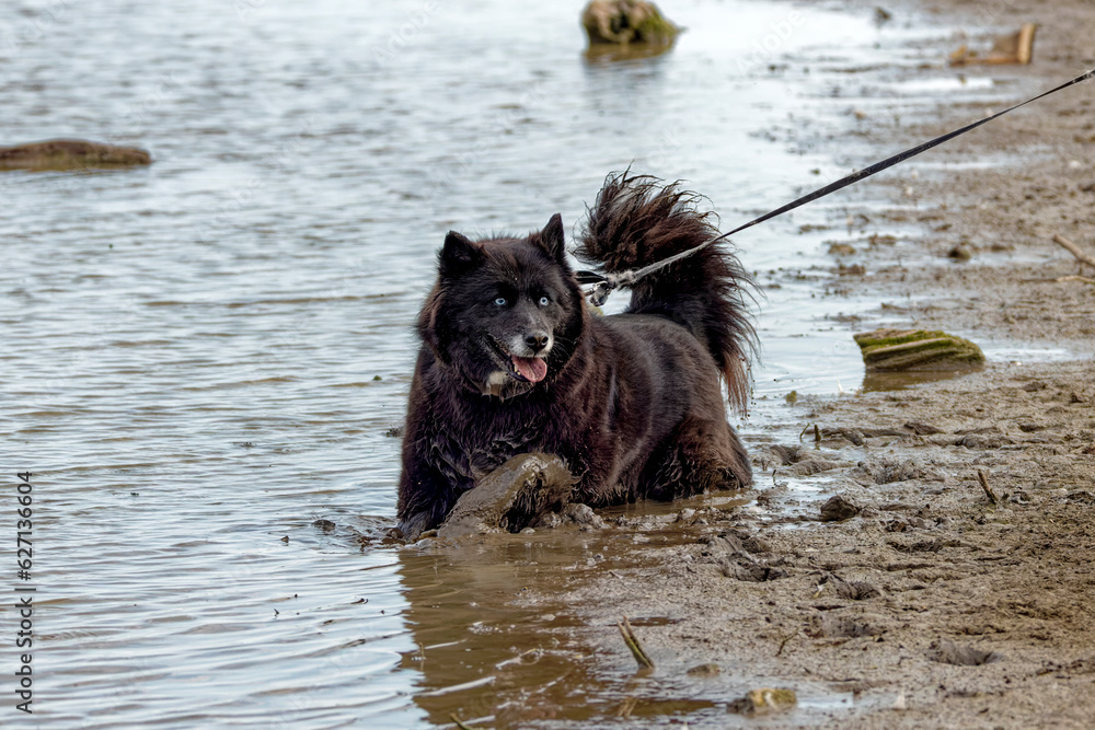 Poster Siberian Husky enjoys playing in the water and mud on a hot summer day