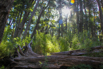 Interior de bosque nativo de araucarias milenarias en el Parque Conguillio, Región de la Araucanía, Chile. - obrazy, fototapety, plakaty