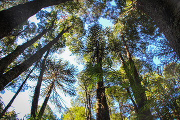 Interior de bosque nativo de araucarias milenarias en el Parque Conguillio, Región de la Araucanía, Chile. - obrazy, fototapety, plakaty