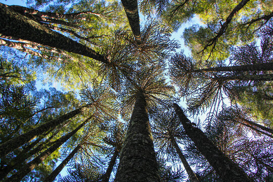 Interior de bosque nativo de araucarias milenarias en el Parque Conguillio, Regi&oacute;n de la Araucan&iacute;a, Chile.