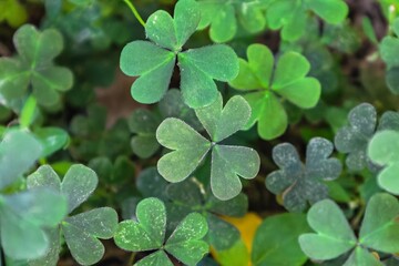 Fototapeta na wymiar Natural plant clover is a symbol of luck and a symbol of St. Patrick's holiday in Ireland
