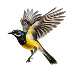  Beautiful Yellow wagtails bird on transparent background © Pixfinity Studio