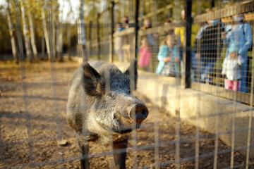 Wild boar is in aviary on livestock farm or zoo on sunny autumn day. People visiting a zoo for watching with wildlife animals.