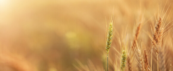 Fototapeta premium Golden wheat spikelets in field, closeup. Banner for design