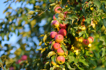 Lots of ripe red apples on the tree in orchard. Harvesting of apples in the domestic garden in summer or autumn day. Fruits for sale.