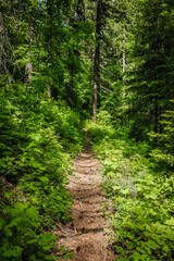 Dirt trail through lush and green forest in northern Idaho
