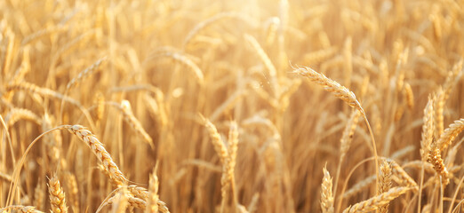 Spikelets in wheat field, closeup