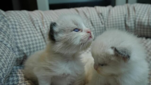 ragdoll kittens siblings family son and daughter