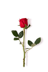 red rose isolated on white background