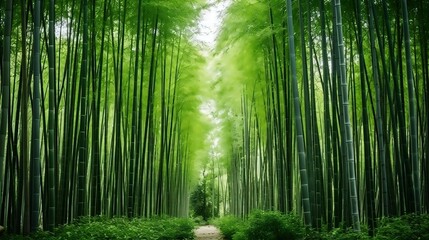 Serene bamboo forest background with towering groves