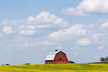 Rural landscape taken on a farm of a red barn, yellow canola field in bloom and a sky with clouds.