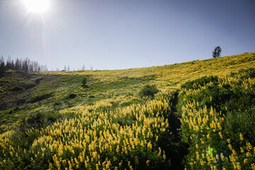 Landscape view of Trail through field of yellow wildflowers in Ketchum Idaho in summer