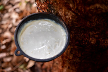 Close up view revealed a full cup of rubber liquid glistening from the rubber tree's trunk.
