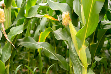 Close up view of the cornfield displayed the lush and vibrant green leaves swaying gently in the breeze.
