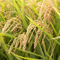 green rice in the wind