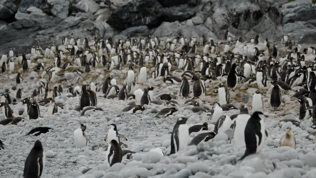Penguins in Antarctica in big group