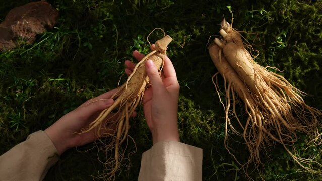 The moment a woman's hand lifts a ginseng root and shakes it gently on the background of moss and natural green grass in the forest. Chinese herbs, good for health
