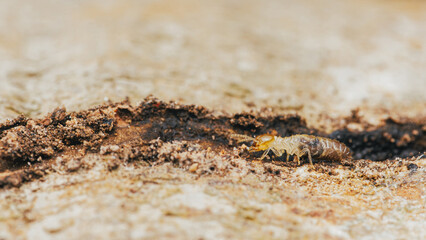 Close up of worker termites walking in nest on forest floor, Termites walking in mud tube, Small termites, Selective focus.