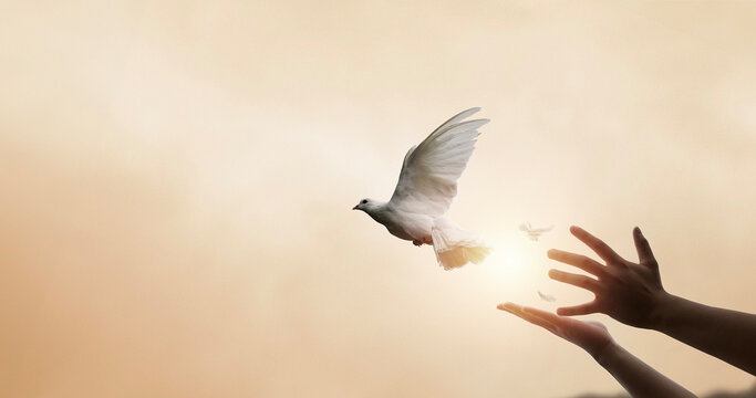 Praying hands and white dove flying happily on blurred background with sunset , hope and freedom  concept. - Powered by Adobe