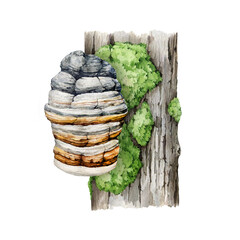 Agarikon mushroom growing on a mossy tree trunk. natural image. Watercolor illustration. Painted Fomitopsis officinalis fungus. Eburiko or quinine conk on white background - obrazy, fototapety, plakaty