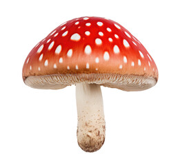 Fly agaric isolated on transparent background
