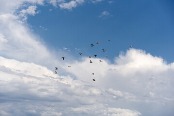 pigeons a group of birds flying in the sky blue sky and white clouds