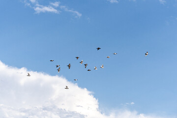 pigeons a group of birds flying in the sky blue sky and white clouds