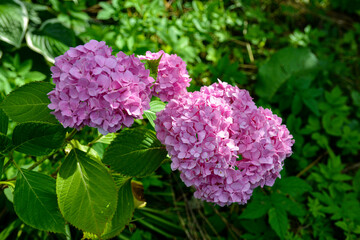 Purple and pink heads of hydrangea flowers