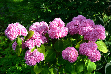 Purple and pink heads of hydrangea flowers