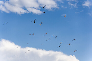 pigeons a group of birds flying in the sky blue sky and white clouds