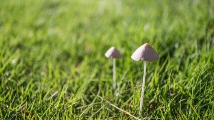 芝に生える白いキノコ