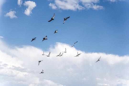 A group of birds soaring in the sky blue sky and white clouds