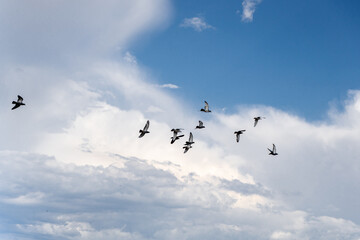Fototapeta premium A group of birds soaring in the sky blue sky and white clouds