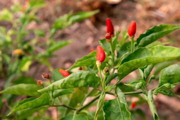 Red hot chili peppers on the tree in the vegetable garden.