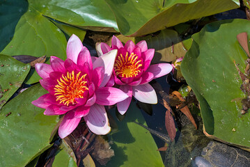 Beautiful red water lily or lotus flowers in a pond. They are excellent permanent inhabitants of...