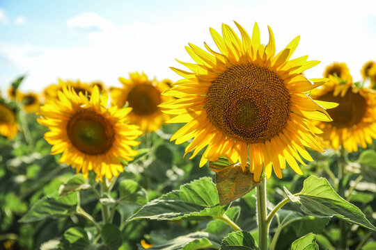 Beautiful blooming sunflowers on blue sky background © Pixel-Shot