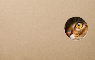 Cat gazing through a hole in a cardboard box with copy space