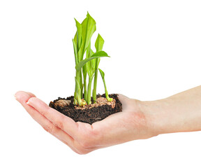 a woman's hand young seedling isolated on white