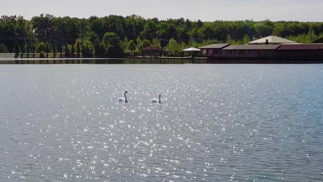Couple of swans is swimming at the lake