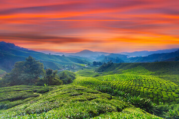 Sunrise of tea plantation in Cameron Highland, Malaysia. - 627153211