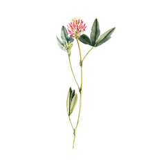 watercolor drawing plant of zigzag clover with leaves and flower, Trifolium medium isolated at white background, natural element, hand drawn botanical illustration