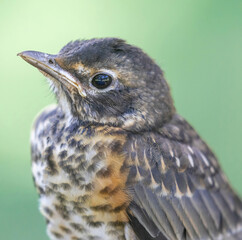 American Robin fledgling closeup. Cuesta Park, Santa Clara County, California.