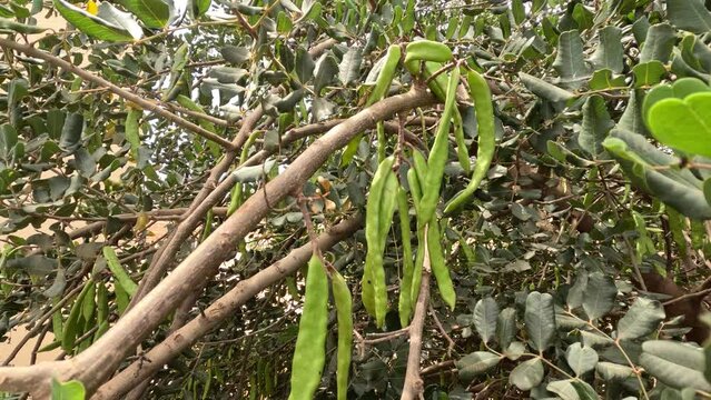 Carob tree (Ceratonia siliqua) in sunlight with fruit stems hanging on branches. National Park Tazekka Morocco