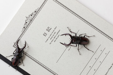 日記帳とクワガタ　Diary and stag beetle
