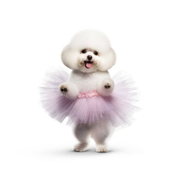 A Bichon Frise (Canis lupus familiaris) in a ballerina outfit, spinning on one leg.