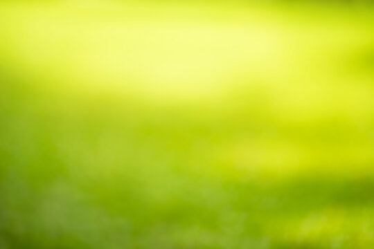 Blurred bokeh of green grass ,lawn garden in morning background,spring season or nature