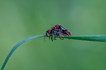 Gemeiner Weichkäfer (Cantharis fusca) bei der Paarung