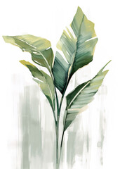 Banana leaves minimalist painting white background,green leaves background,Banana  leaves  Botanical Illustration,leaves on white background