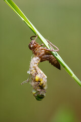 Vierfleck (Libellula quadrimaculata)