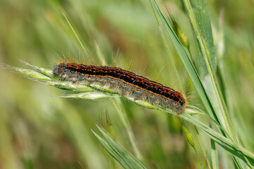 Wolfsmilch-Ringelspinner oder Wolfsmilchspinner (Malacosoma castrensis)